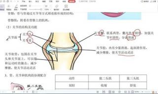 我喜欢动物或植物的作文 关于动物的作文